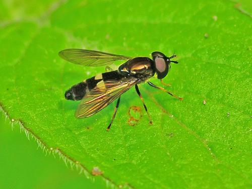 Pyrophaena rosarum